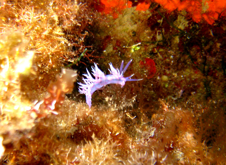 Flabellina affinis